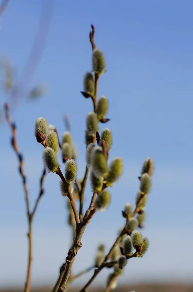 Baikal Region Early Spring First Siberia Blooms Willow Fluffy Furry — Stock Photo, Image