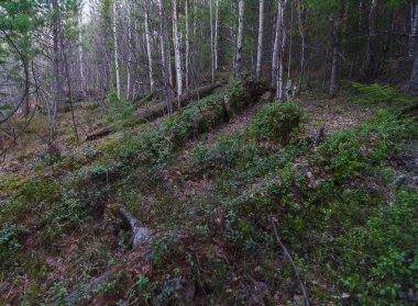 Doğu Sibirya. Taygada bahar. Sadece kar yağdı ve ilk kızılcık ve Badan yeşillikleri ortaya çıktı. Çam, ladin, sedir yetiştir. Ağaçların henüz yaprakları yok. Uzun devrilmiş ağaçlar