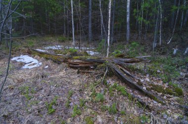 Doğu Sibirya. Taygada bahar. Sadece kar yağdı ve ilk kızılcık ve Badan yeşillikleri ortaya çıktı. Çam, ladin, sedir yetiştir. Ağaçların henüz yaprakları yok. Uzun devrilmiş ağaçlar