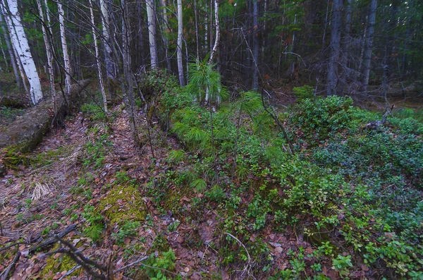 Oost Siberië Lente Taiga Alleen Sneeuw Viel Eerste Greens Veenbessen — Stockfoto