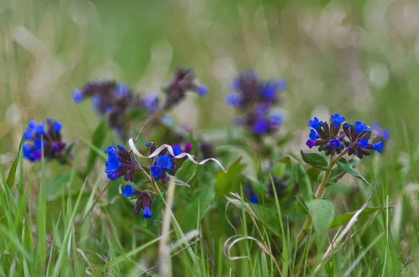 Baikal Region Wild Plant Thick Grass Yet First Blue Purple — Stock Photo, Image
