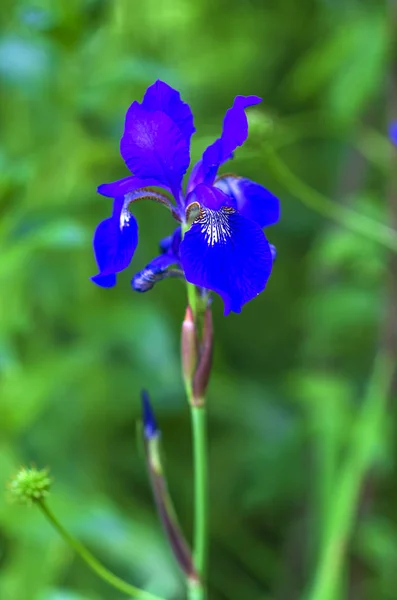 Ljusa Med Mycket Rik Färg Iris Blomma Bakgrund Grönt Gräs — Stockfoto