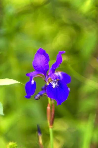 Hell Mit Einer Sehr Satten Irisblüte Auf Einem Hintergrund Aus — Stockfoto