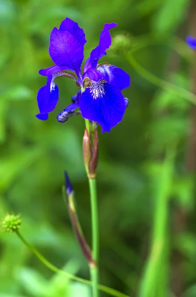 Bright Very Rich Color Iris Flower Background Green Grass Leaves — Stock Photo, Image