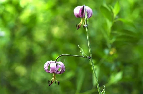 Lilium Martagon Martagon Lily Turk Cap Lily Background Bright Green — Stock Photo, Image