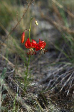 Doğu Sibirya. Baykal yabani bitkisi. Parlak kırmızı zambak. Sibirya 'da bu çiçeğe 