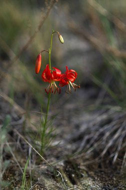 Doğu Sibirya. Baykal yabani bitkisi. Parlak kırmızı zambak. Sibirya 'da bu çiçeğe 