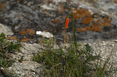 Doğu Sibirya. Baykal yabani bitkisi. Parlak kırmızı zambak. Sibirya 'da bu çiçeğe 