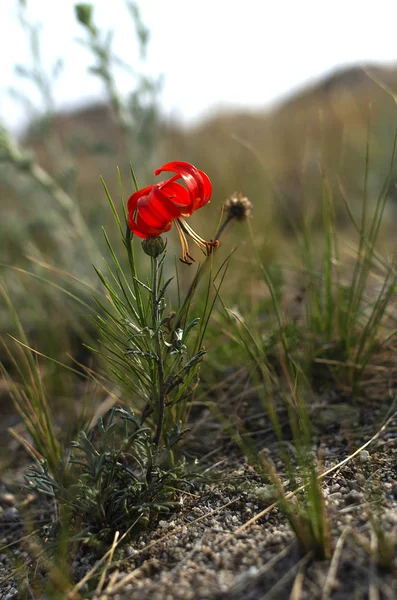 Kelet Szibéria Bajkál Vadon Termő Növény Élénk Vörös Liliom Szibériában — Stock Fotó