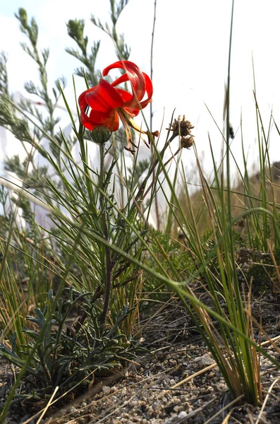 Ανατολική Σιβηρία Άγρια Φυτά Baikal Λαμπερό Κόκκινο Κρίνο Στη Σιβηρία — Φωτογραφία Αρχείου