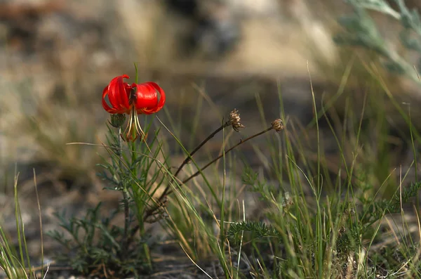 Kelet Szibéria Bajkál Vadon Termő Növény Élénk Vörös Liliom Szibériában — Stock Fotó