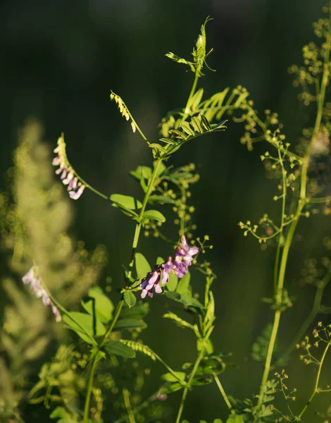 Eastern Siberia Baikal Region Mid Summer Wild Forest Flowers Emerald — Stock Photo, Image