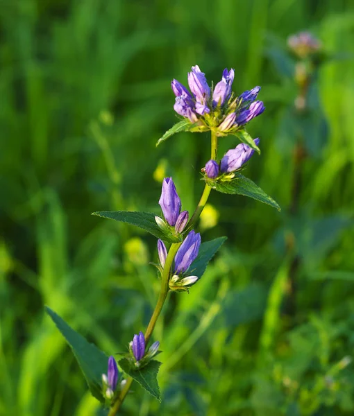 Eastern Siberia Baikal Region Mid Summer Wild Forest Flowers Emerald — Stock Photo, Image