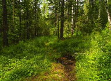 Doğu Sibirya. Pribaikalye. Temiz, güneşli bir gün. Orman yolunun yanında ağaçların gölgesinde bir bank var. Bu patika, Tayga 'daki yoğun otların arasında kristal berrak buzlu suyla dolu bir pınara çıkıyor.