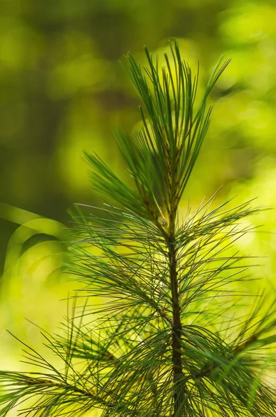 Eastern Siberia Baikal Region Taiga Clean Sunny Day Little Cedar — Stock Photo, Image