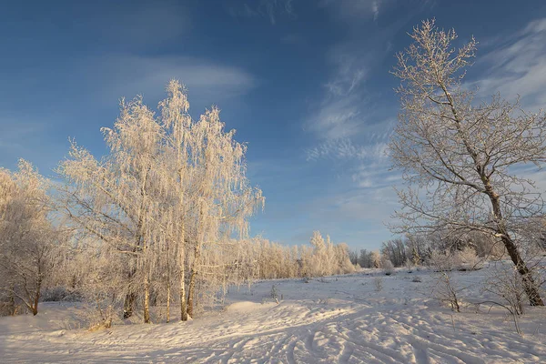 Ostsibirien Baikalregion Winter Frost Sonnenaufgang Bäume Raureif Schneebedeckte Wiese — Stockfoto