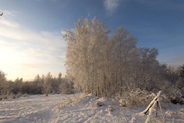 Doğu Sibirya. Baykal bölgesi. Kış. Buz. Gün doğumu. Ağaç donundaki ağaçlar. Karla kaplı çayır.