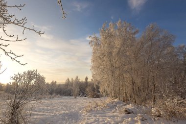 Doğu Sibirya. Baykal bölgesi. Kış. Buz. Gün doğumu. Ağaç donundaki ağaçlar. Karla kaplı çayır.