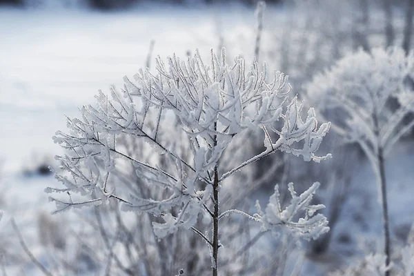 Eastern Siberia Baikal Region Winter Cold Covered Thick Layer Hoarfrost — 스톡 사진