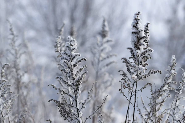 Eastern Siberia Baikal Region Winter Cold Covered Thick Layer Hoarfrost — 스톡 사진