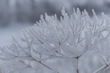 Doğu Sibirya. Baykal bölgesi. Kış. - Soğuk. Kalın bir katman kar, kar, çalı ve çim dallarıyla kaplıydı..