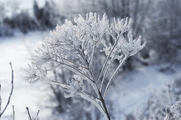 シベリア東部 バイカル地方 冬だ寒い 霜や雪 ブッシュや草の枝の厚い層で覆われています — ストック写真