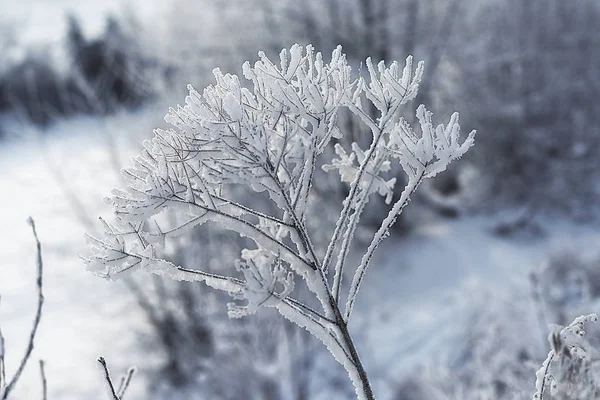 Eastern Siberia Baikal Region Winter Cold Covered Thick Layer Hoarfrost — Stock Photo, Image