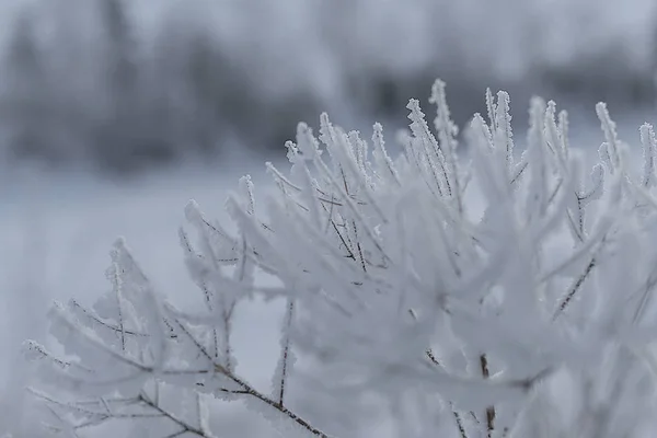 Doğu Sibirya Baykal Bölgesi Kış Soğuk Kalın Bir Katman Kar — Stok fotoğraf