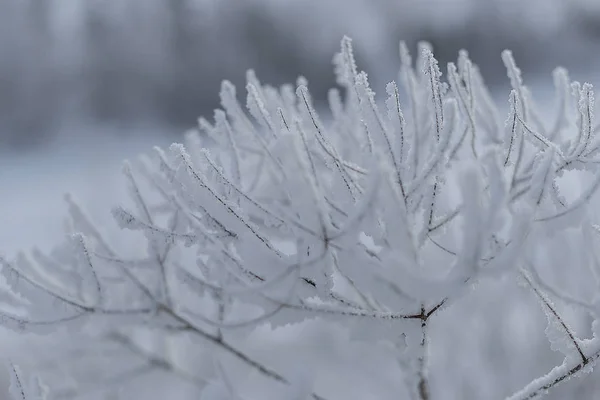 シベリア東部 バイカル地方 冬だ寒い 霜や雪 ブッシュや草の枝の厚い層で覆われています — ストック写真