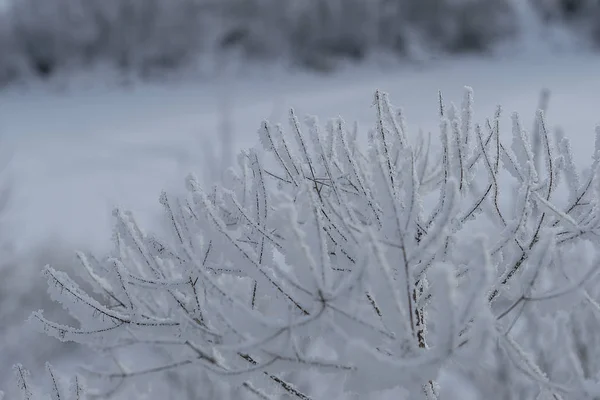 Siberia Orientale Regione Baikal Inverno Freddo Coperto Uno Spesso Strato — Foto Stock