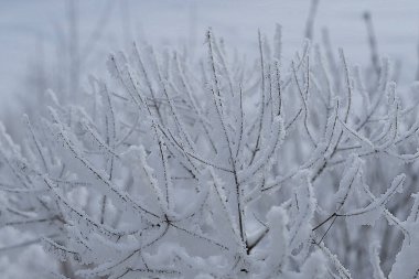 Doğu Sibirya. Baykal bölgesi. Kış. - Soğuk. Kalın bir katman kar, kar, çalı ve çim dallarıyla kaplıydı..