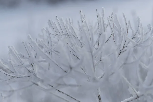Siberia Oriental Región Baikal Invierno Frío Cubierto Con Una Gruesa — Foto de Stock