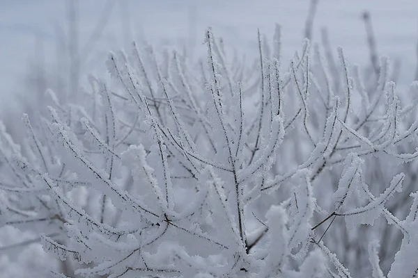 Східний Сибір Область Байкал Вінтер Холодно Накритий Товстим Шаром Хмизу — стокове фото