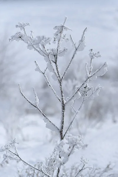 Eastern Siberia Baikal Region Winter Cold Covered Thick Layer Hoarfrost — 스톡 사진