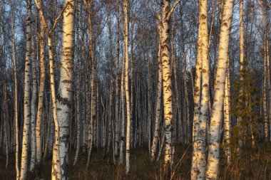 Doğu Sibirya. Baykal bölgesi. Sonbahar. Gün batımı. Huş ağacı duvarı.