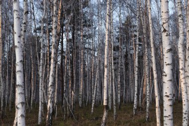 Doğu Sibirya. Baykal bölgesi. Sonbahar. Gün batımı. Huş ağacı duvarı.