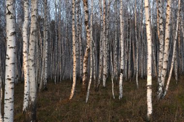 Doğu Sibirya. Baykal bölgesi. Sonbahar. Gün batımı. Huş ağacı duvarı.