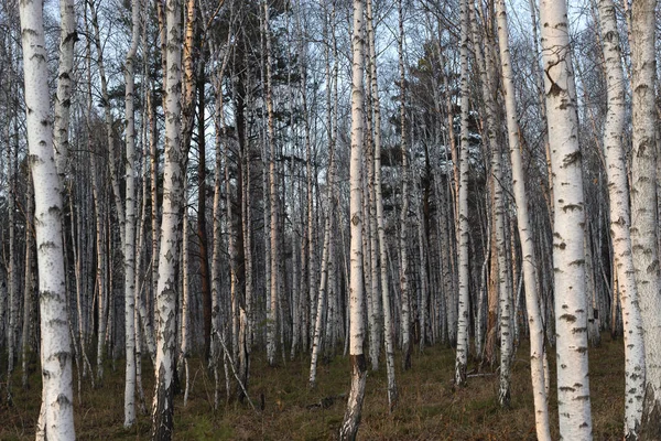 Siberia Orientale Regione Baikal Autunno Tramonto Parete Betulle — Foto Stock