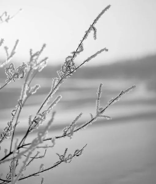 Východní Sibiř Bajkalská Oblast Winter Stonky Trávy Větví Stromů Jsou — Stock fotografie