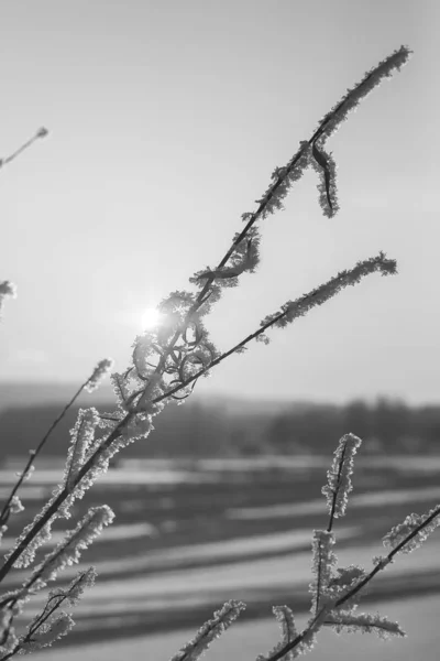 Eastern Siberia Baikal Region Winter Stems Grass Tree Branches Covered — 스톡 사진