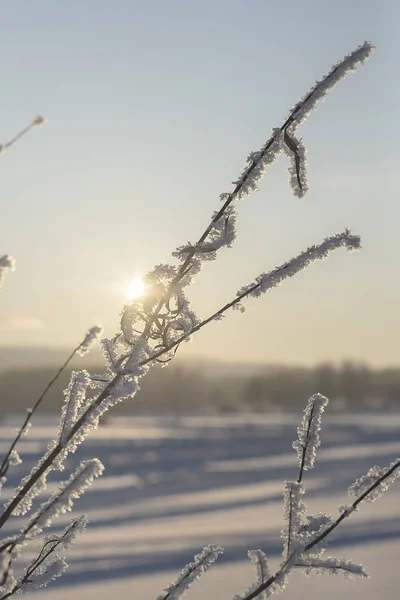 Wschodnia Syberia Region Baikal Zimą Pędy Trawy Gałęzie Drzew Pokryte — Zdjęcie stockowe