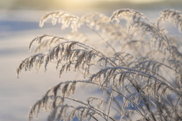 Eastern Siberia. Baikal region. Winter. The stems of grass and tree branches are covered with hoarfrost.