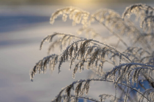 Eastern Siberia. Baikal region. Winter. The stems of the grass are covered with hoarfrost.