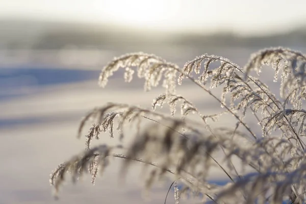 Wschodnia Syberia Region Baikal Zimą Pędy Trawy Pokryte Mrozem — Zdjęcie stockowe