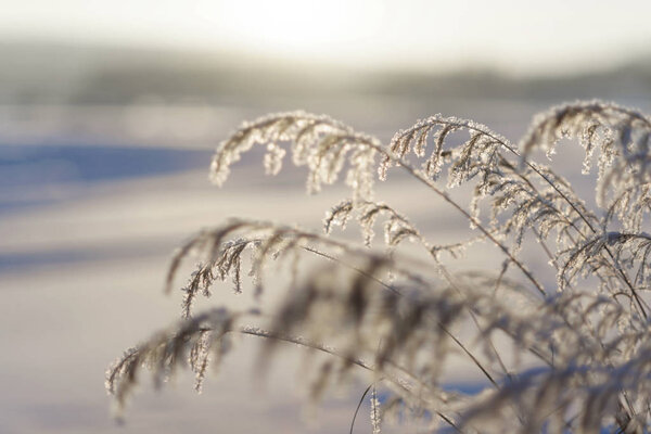 Eastern Siberia. Baikal region. Winter. The stems of the grass are covered with hoarfrost.