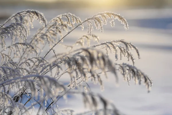Wschodnia Syberia Region Baikal Zimą Pędy Trawy Pokryte Mrozem — Zdjęcie stockowe