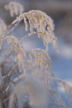 Doğu Sibirya. Baykal bölgesi. Kış. Çimenlerin sapları kırağı kaplamış..