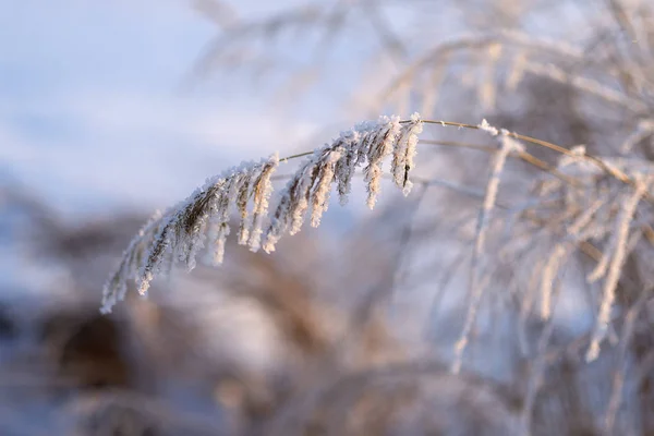 Siberia Oriental Región Baikal Invierno Los Tallos Hierba Están Cubiertos — Foto de Stock