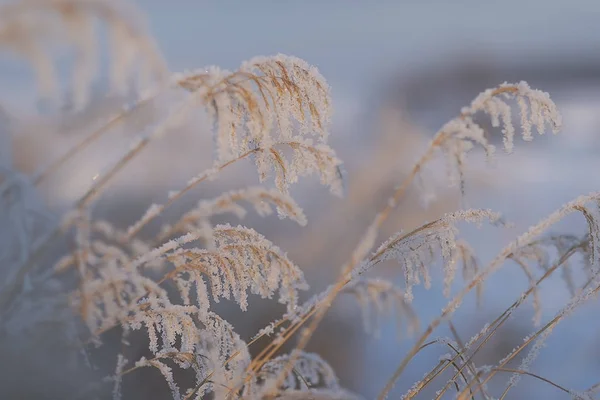 Wschodnia Syberia Region Baikal Zimą Pędy Trawy Pokryte Mrozem — Zdjęcie stockowe