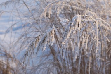 Doğu Sibirya. Baykal bölgesi. Kış. Çimenlerin sapları kırağı kaplamış..